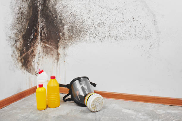 Reliable Oskaloosa, KS Mold Removal Solutions