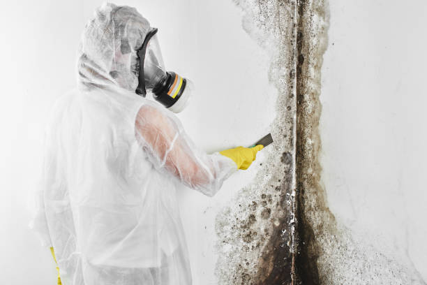 Best Mold Inspection  in Oskaloosa, KS