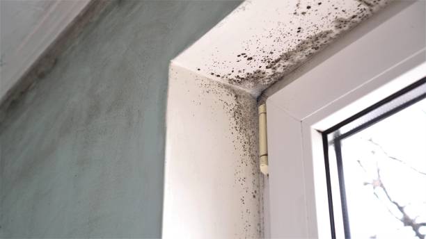 Best Black Mold Removal  in Oskaloosa, KS