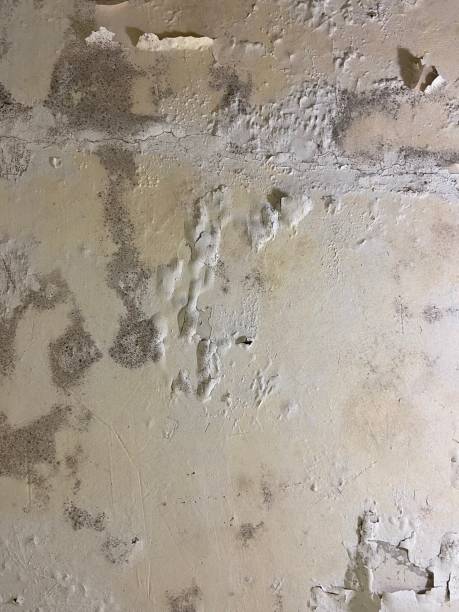 Best Crawl Space Mold Removal  in Oskaloosa, KS