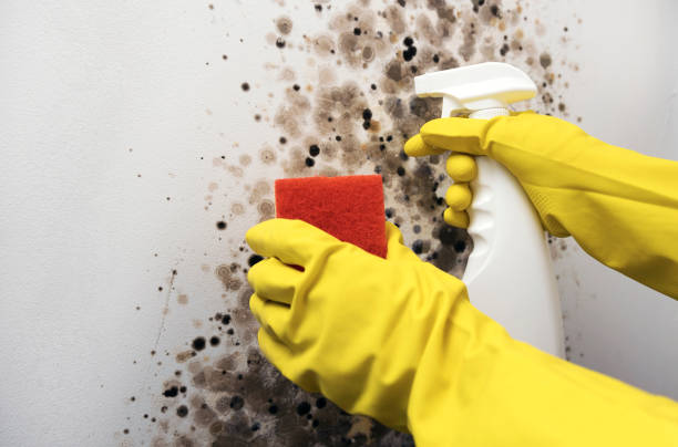 Best Mold Damage Repair  in Oskaloosa, KS