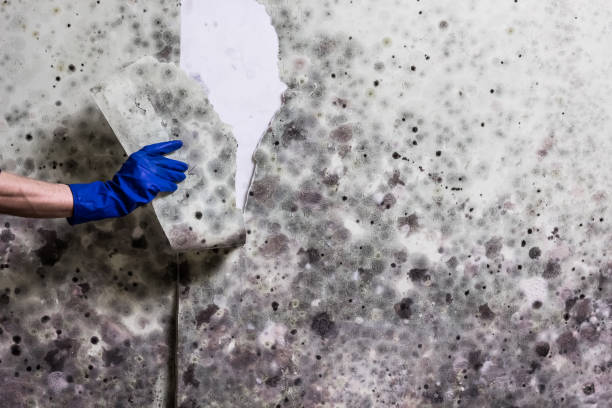 Attic Mold Removal in Oskaloosa, KS