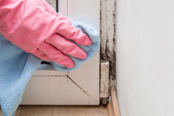 Trusted Oskaloosa, KS Mold Removal Experts